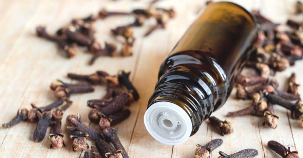 This image has an empty alt attribute; its file name is clove-essential-oil-1024x536.jpg