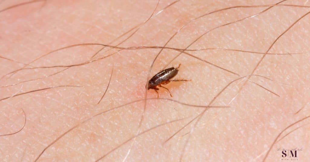 Learn how to kill fleas and ticks naturally, using ACV, coconut oil, essential oils, etc. Read this article for the step-by-step process.