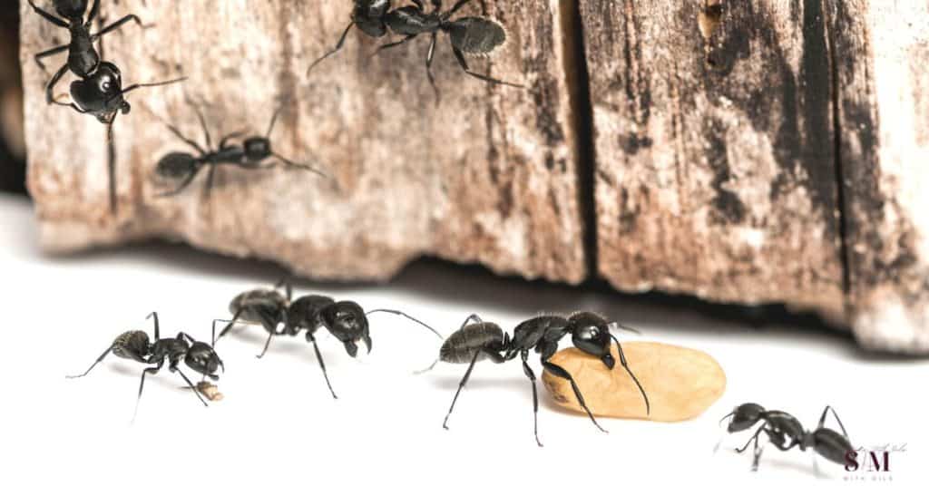 THE BEST HOME REMEDIES TO GET RID OF SUGAR ANTS! Use vinegar, baking soda and other natural ingredients to get rid of ants at home naturally.
