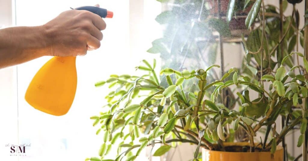 Are essential oils safe for plants? Read this post to learn how to use essential oils safely on your precious plants without risking to harm them. Here I share what are the best essential oils for plants and their benefits. Also, don’t miss the recipes!