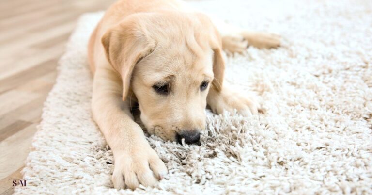HOW TO CLEAN CARPET SMELL: HOMEMADE RECIPES THAT REALLY WORK!